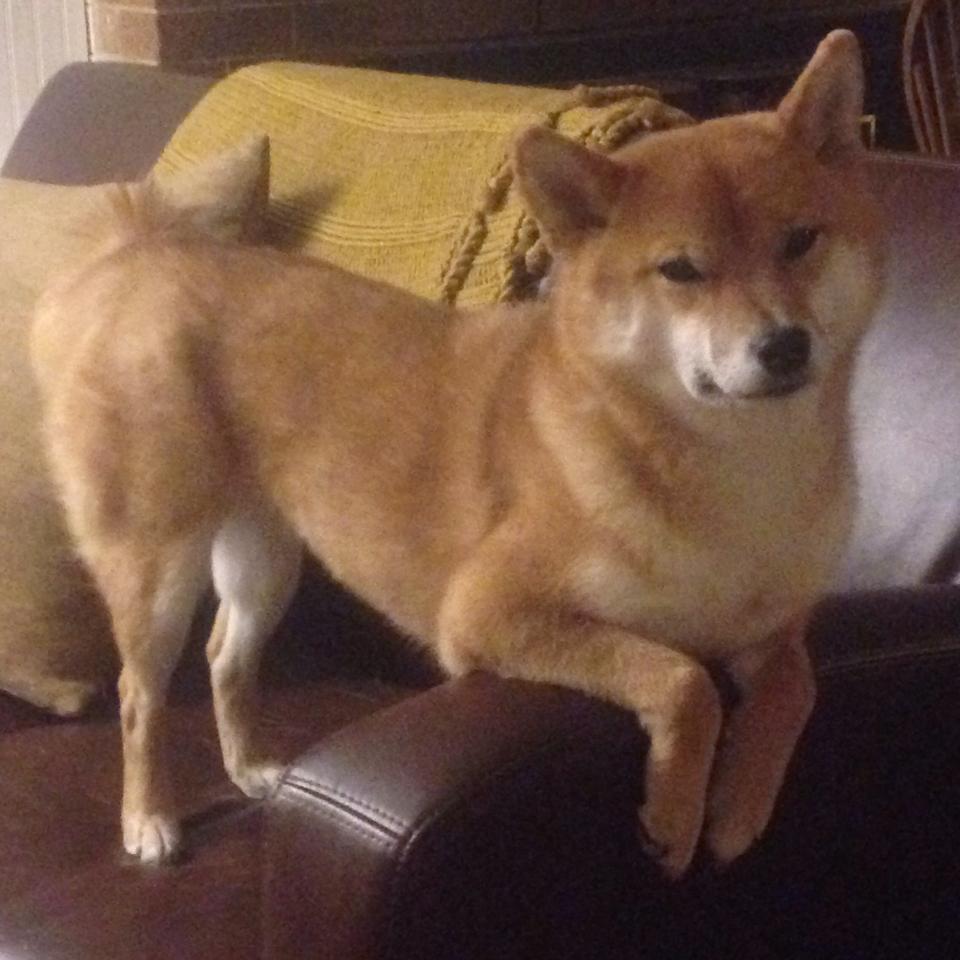 日本队在亚洲杯中表现亮眼,志在夺冠