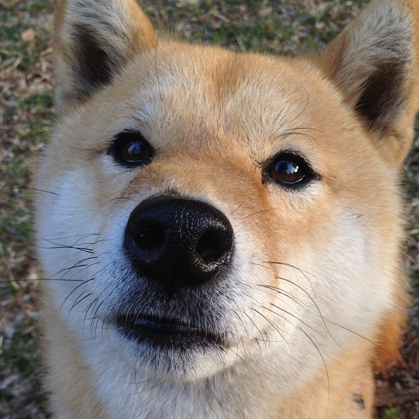 格鲁吉亚女篮在欧洲锦标赛中表现优异,勇登国际舞台,格鲁吉亚参加过欧洲杯吗